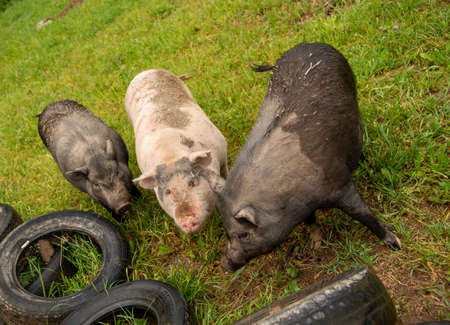 Three huge, dirty pigs were gathered around the tires of cars lying on the green grass.の写真素材