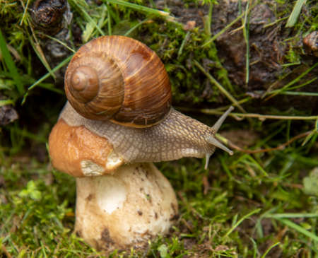 Photo from the series one day in the life of snails. A garden snail sits on a large wet mushroom. Focus on the snail's body.の写真素材