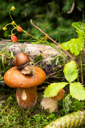 Photo from the series one day in the life of snails. A garden snail sits on a large wet mushroom, and another smaller mushroom grows nearby.の写真素材