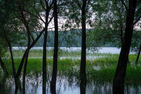 Evening summer landscape. Trees grow out of the water, reflecting in it. The photo was taken using a long shutter speed in cloudy weather.の写真素材