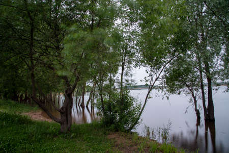 Evening summer landscape. Trees grow out of the water, reflecting in it. The photo was taken using a long shutter speed in cloudy weather.の写真素材