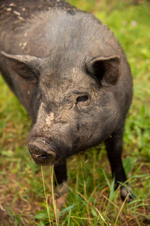 A photo of a fat, dirty pig covered in stubble. Selective focus on the eyes.の写真素材