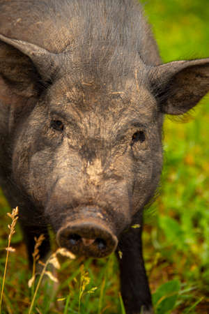 A photo of a fat, dirty pig covered in stubble. Selective focus on the eyes.の写真素材