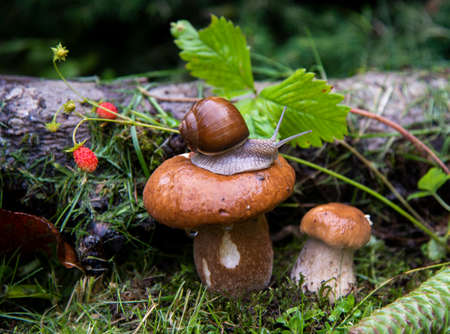 Photo from the series one day in the life of snails. A garden snail sits on a large wet mushroom, and another smaller mushroom grows nearby.の写真素材