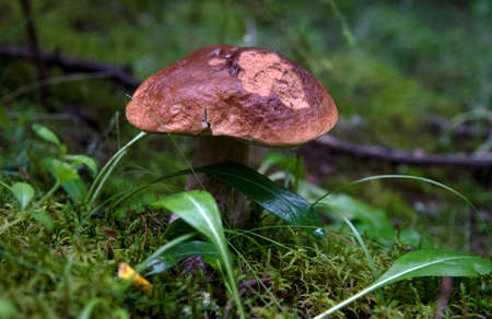 Porcini Fungi grows among mosses and grass in a forest clearing.の写真素材