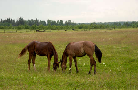 Two young foals graze in a green field.の写真素材