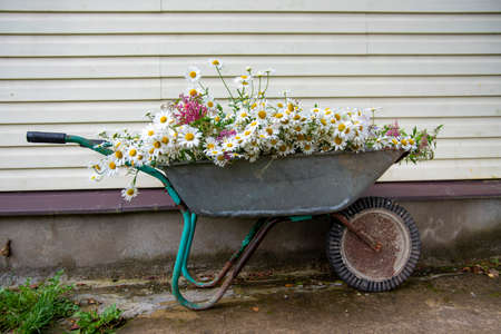 A garden wheelbarrow full of daisies stands against the wall of a country house.の写真素材