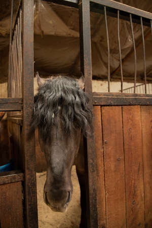 A gray Horse with a thick, curly black mane poked its muzzle out of a stall in the stable.の写真素材