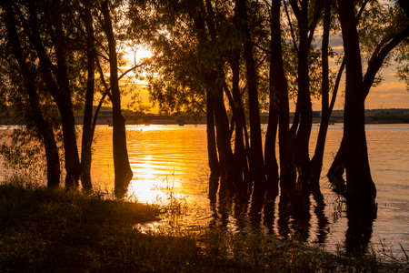 Dark silhouettes of trees against the background of the lake, which reflects the Golden sunset. Summer evening landscape.の写真素材
