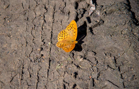 A bright orange butterfly sits on the bare ground.の写真素材