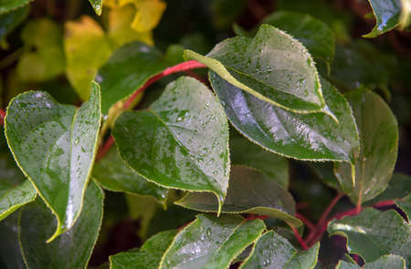 Full frame of green leaves, wet with raindrops as a backdrop.Background for the design.の写真素材