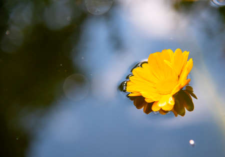 One bright yellow marigold flower lies on the surface of the water, reflected in it.の写真素材