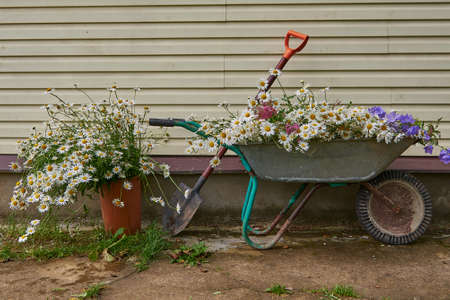 Garden tools and a Garden wheelbarrow full of flowers stand against the wall of the house.の写真素材