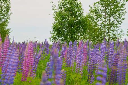 Bright lupines against a dull overcast sky.の写真素材