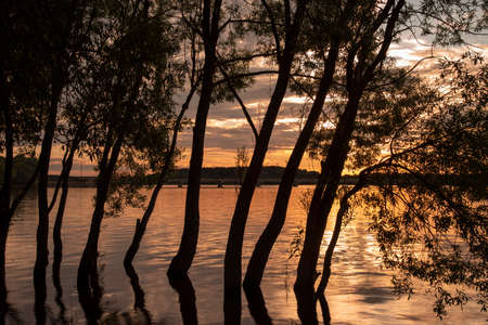 Black silhouettes of trees growing out of the water against the background of a bright sunset.の写真素材