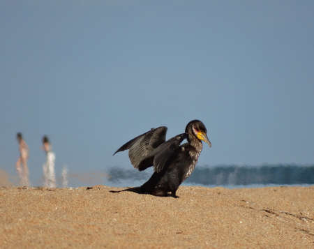 A black cormorant sits on a beach by the sea.の写真素材