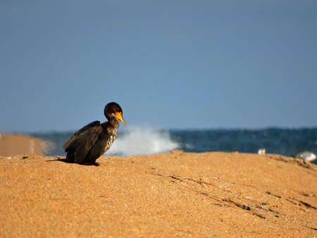 A tired black cormorant with a yellow beak sits on a sandy beach by the sea.の写真素材