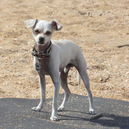 A small white dog, a Russian toy Terrier, stands on a blanket thrown on the sea sand and looks into the camera.の写真素材
