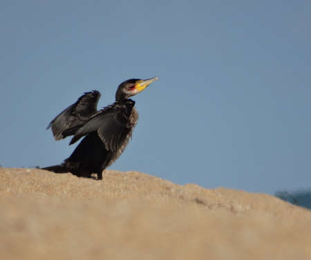 A tired black cormorant with a yellow beak sits on a sandy beach by the sea.の写真素材