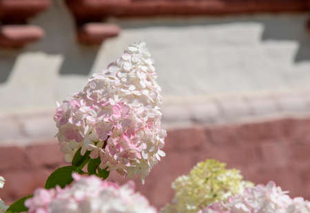 Elegant panicled hydrangea against the background of a bright brick building.の写真素材
