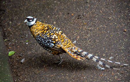 A bright colorful exotic pheasant stands on the asphalt. Life of wild birds in the zoo.