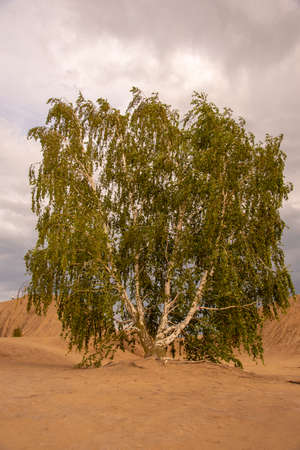 A lush birch tree grows on sandy soil against a cloudy sky.の写真素材