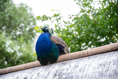 A bright peacock sits on a metal roof against a background of green trees.の写真素材