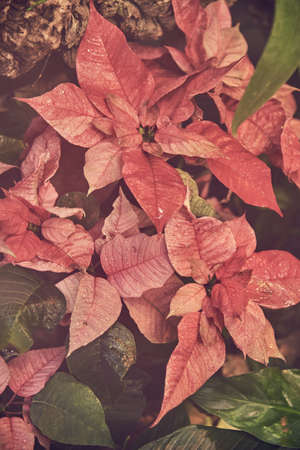 Tinted photo full frame red poinsettia as Christmas background.の写真素材
