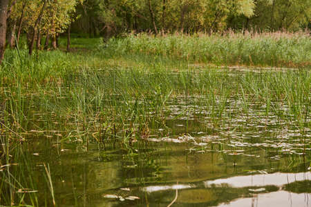 Fragment of a lake overgrown with tall green grass . Willows grow on the Bank.の写真素材