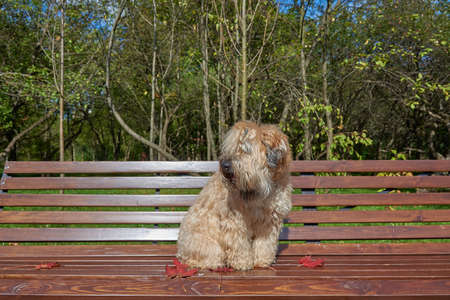The dog, an Irish wheat soft-coated Terrier, sits on a bench in a public Park surrounded by bright autumn leaves on a clear Sunny day.の写真素材