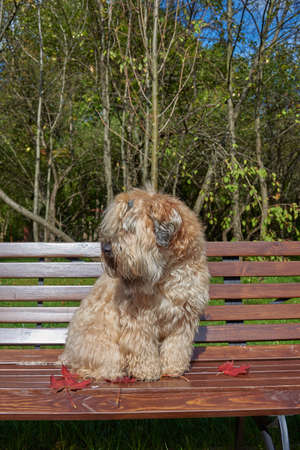 The dog, an Irish wheat soft-coated Terrier, sits on a bench in a public Park surrounded by bright autumn leaves on a clear Sunny day.の写真素材