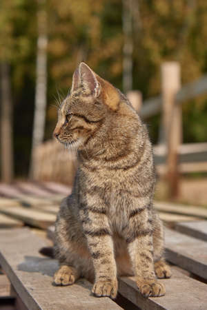 A tabby cat sits on a wooden deck on a Sunny early autumn day.の写真素材