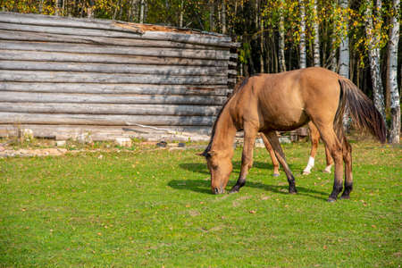 Young brown horses graze in a clearing near a log barn on a Sunny early autumn day.の写真素材
