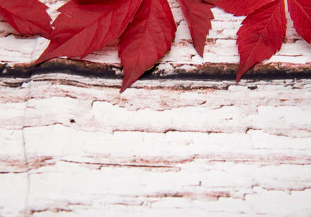 A few bright leaves of wild grapes on a wooden surface. Copy space for text, design.
