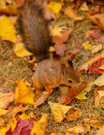 Portrait of a squirrel in colorful autumn fallen leaves.の写真素材