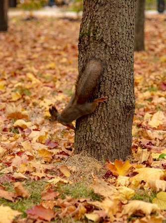A red fluffy squirrel sits on a tree trunk in a bright autumn Park, strewn with fallen leaves.の写真素材