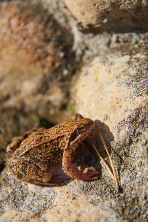 A frog, Slightly blurred in the sunlight, sits on light-colored rocks.の写真素材