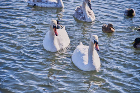 A flock of white swans and ducks on the lake on a Sunny frosty day.