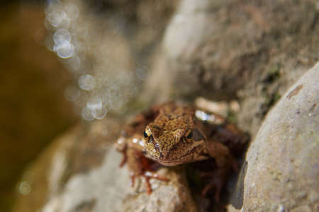 A frog, Slightly blurred in the sunlight, sits on light-colored rocks. Selective focus on the...
