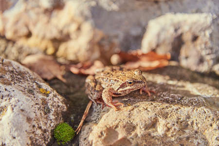 A frog, Slightly blurred in the sunlight, sits on light-colored rocks.