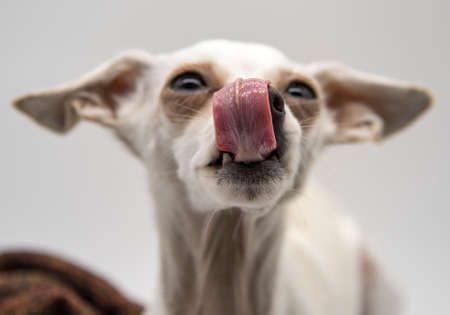Selective focus on the dog's language.Portrait of a dog, a Russian toy Terrier, with its tongue...