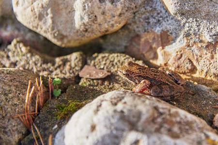 A frog, Slightly blurred in the sunlight, sits on light-colored rocks.の写真素材