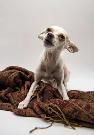 A small white dog, a Russian toy Terrier, with big ears and sad eyes, lies on a brown patterned scarf on a white background.の写真素材