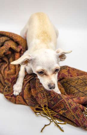 A small white dog, a Russian toy Terrier, with big ears and sad eyes, lies on a brown patterned scarf on a white background.の写真素材