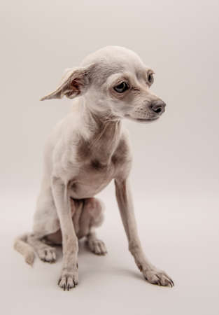 Portrait of a thin white dog, a Russian toy Terrier, on a light gray background.の写真素材