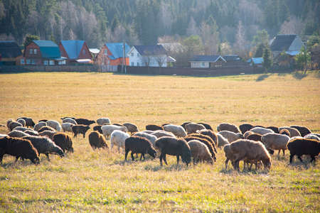 A flock of sheep graze in a field in front of the village on a Sunny autumn day.