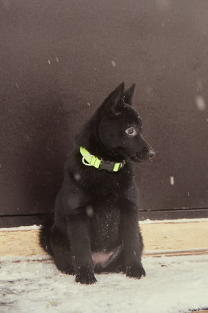 A black fluffy puppy sits on the porch by the black door on a winter day.の写真素材