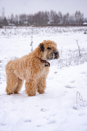 A fluffy red dog, an Irish soft-haired wheat Terrier, stands in a field on a cloudy winter day.の写真素材
