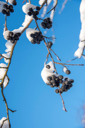 An icy branch of aronia with black berries against a clear blue sky. selective focus.の写真素材