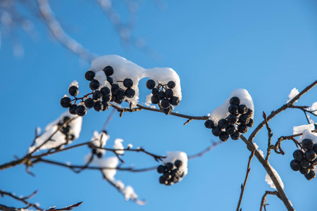 An icy branch of aronia with black berries against a clear blue sky. selective focus.の写真素材